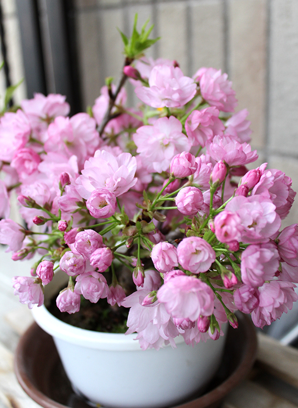 家でもお花見したいので、桜盆栽をポチってみたよ。